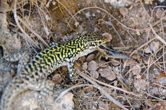 Podarcis siculus siculus