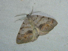 Macaria loricaria