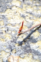 Crocothemis erythraea