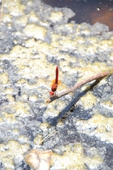 Crocothemis erythraea