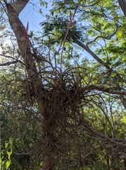 Tillandsia exserta
