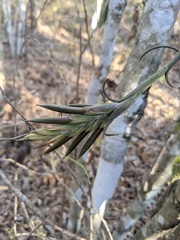 Tillandsia intermedia