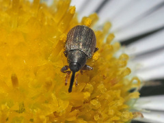 Acalyptus carpini