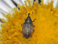 Acalyptus carpini