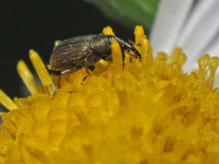 Acalyptus carpini