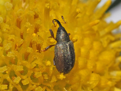 Acalyptus carpini