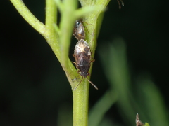 Stygnocoris pygmaeus