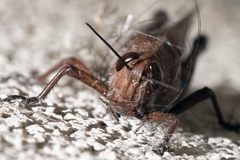 Anacridium aegyptium