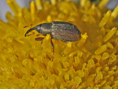 Acalyptus carpini