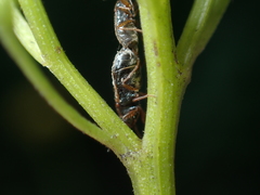 Stygnocoris pygmaeus