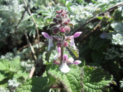 Stachys ajugoides