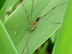 Opilio transversalis