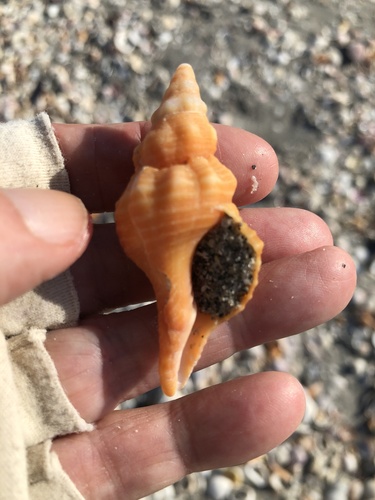 Florida Horse Conch