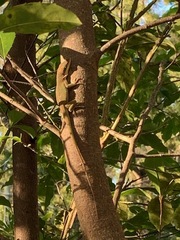 Anolis carolinensis