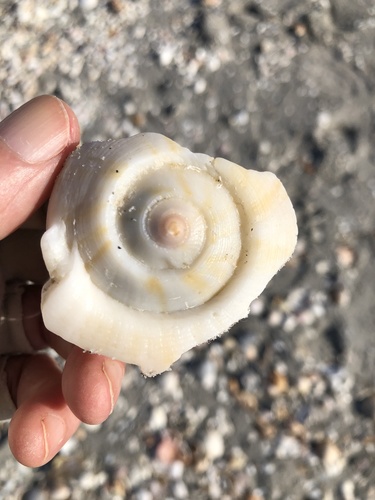 Pear Whelk