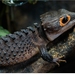 Red-eyed Crocodile Skink - Photo (c) to.wi, some rights reserved (CC BY-NC-SA)
