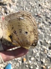 Pinctada imbricata
