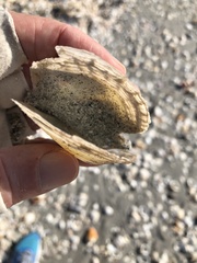 Pinctada imbricata