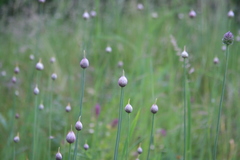Allium rotundum