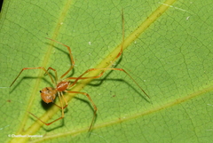 Propostira quadrangulata