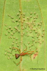 Propostira quadrangulata