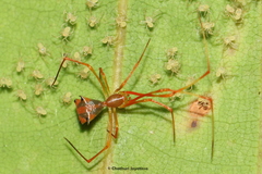 Propostira quadrangulata