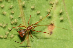 Propostira quadrangulata