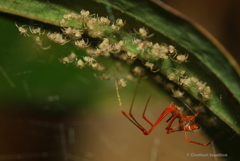 Propostira quadrangulata