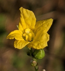 Luffa operculata