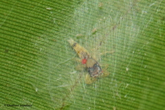 Salticidae