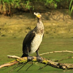 Phalacrocorax carbo