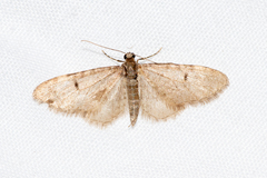 Eupithecia indigata