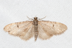 Eupithecia indigata