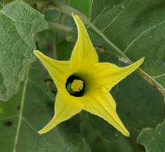 Schizocarpum palmeri