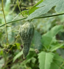 Schizocarpum palmeri