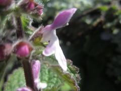 Stachys ajugoides