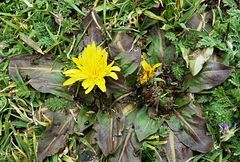Taraxacum obovatum