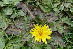 Taraxacum obovatum