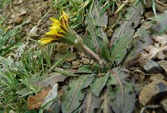 Taraxacum obovatum