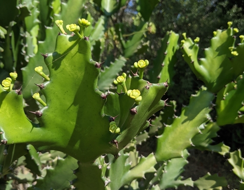 Mottled Spurge