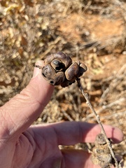 Disholcaspis erugomamma