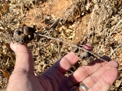 Disholcaspis erugomamma