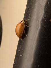 Harmonia axyridis