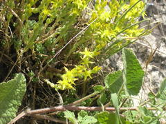 Sedum urvillei