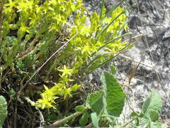 Sedum urvillei