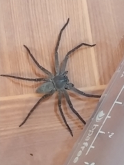 Heteropoda