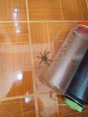 Heteropoda