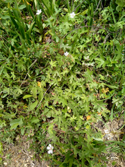 Geranium ornithopodon