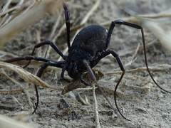 Zachaeus crista