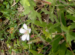 Geranium ornithopodon